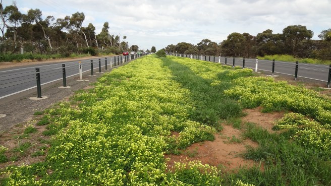 Soursobs on a road island