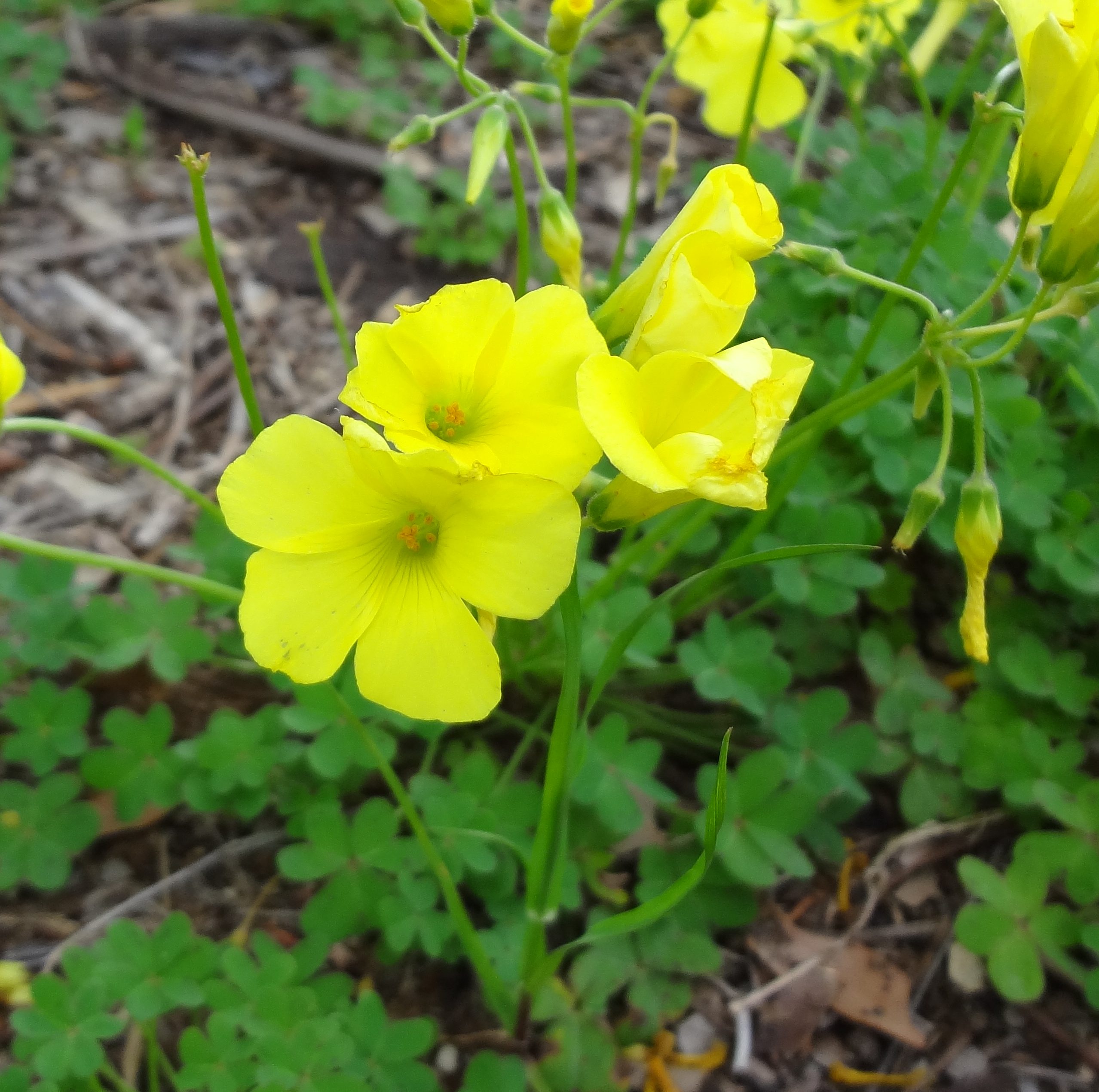 Ligaya gardening tips #3 The weeds are in hot water
