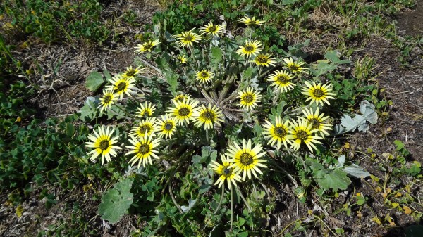 Daisies replace soursobs in the landscape