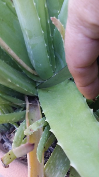 Cut near the base of the leaf with a sharp knife.