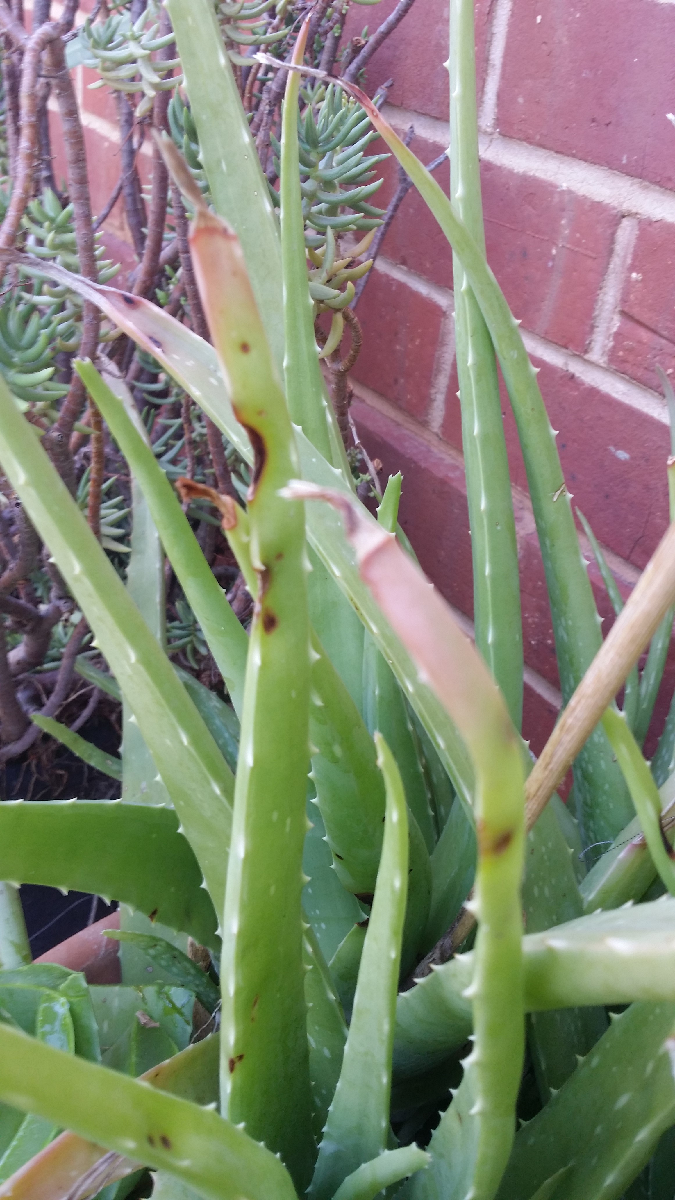 Aloe is ready to harvest when the tips turn pink.