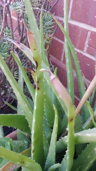 Aloe is ready to harvest when the tips turn pink.