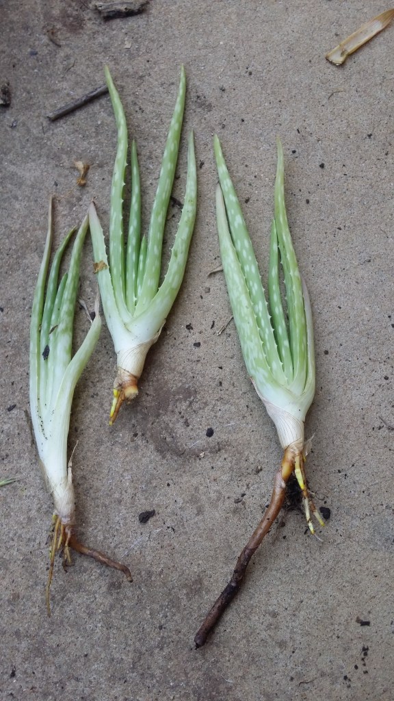 Plants form clumps which are easily divided for replanting.
