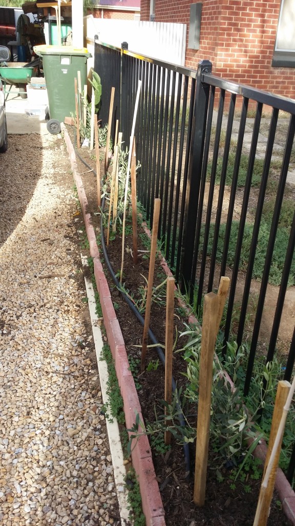 Olive trees on the Southern fenceline.