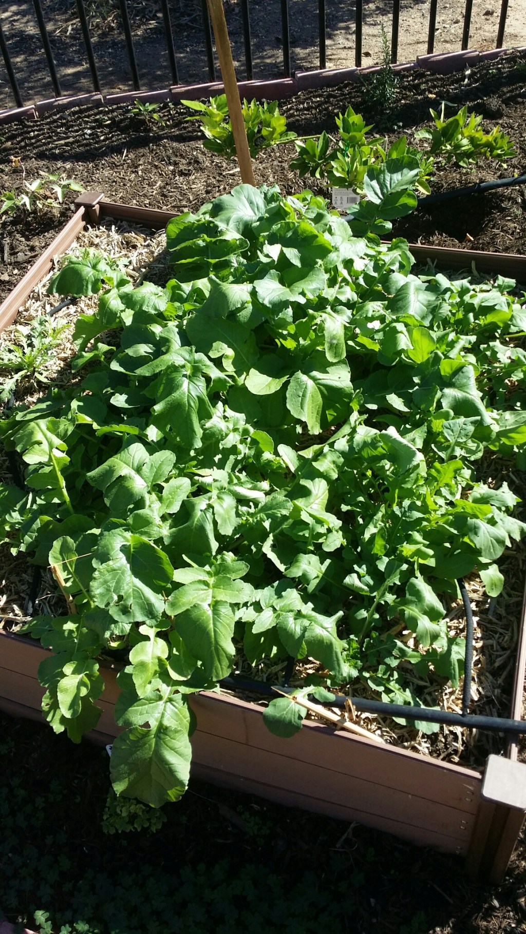 Our raised beds are growing so much&nbsp;stuff