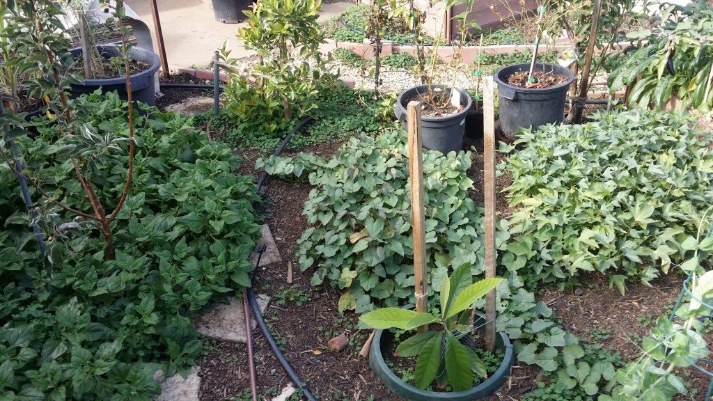 Ground covers provide many different functions in the garden