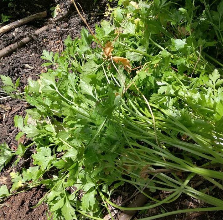 Parsley
