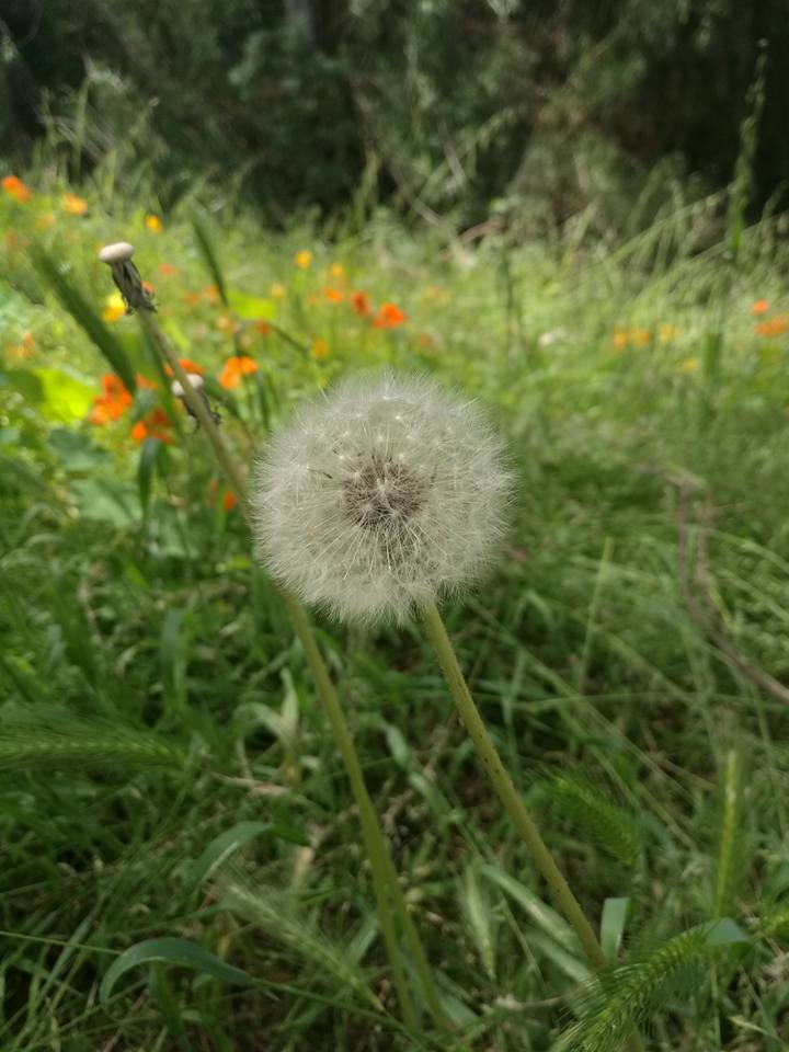 dandelion4