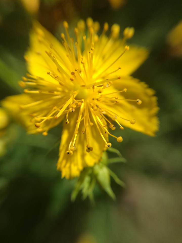 St. John's Wort ( Hypericum perforatum )