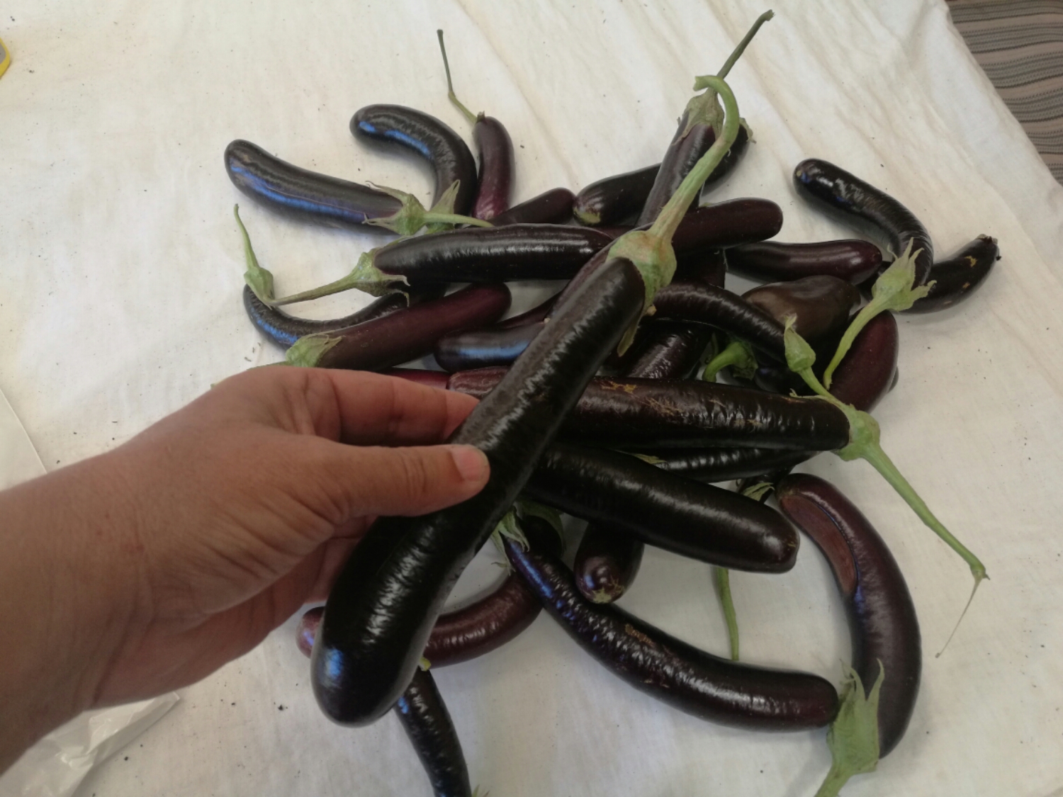 4 kg of eggplants from Dad