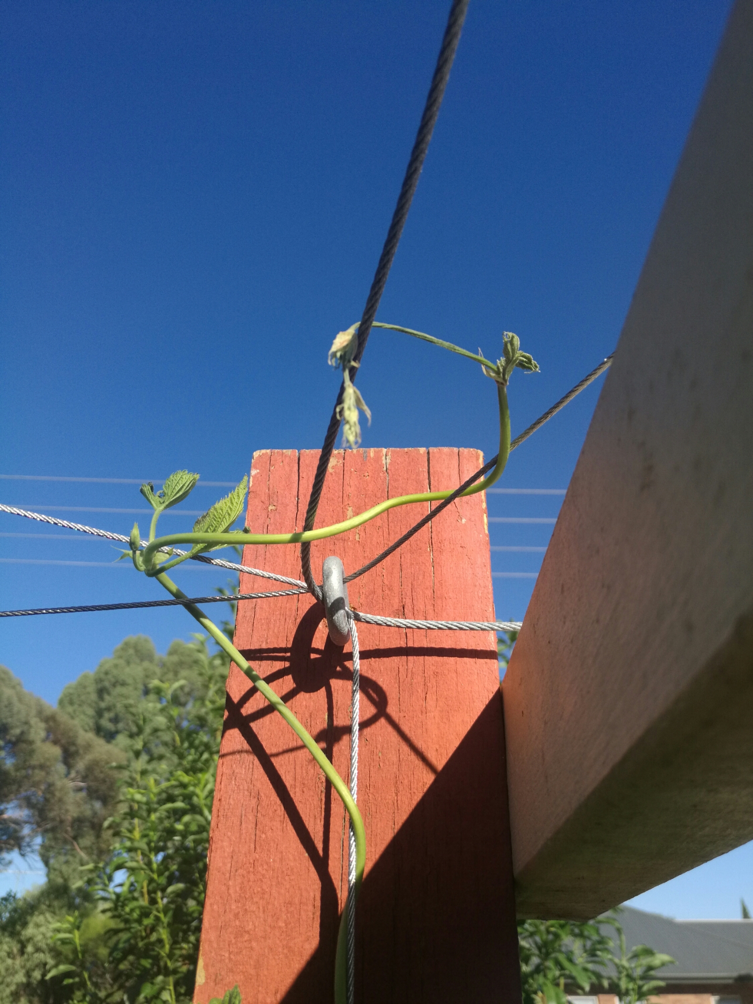 Hops vine Hops for shade