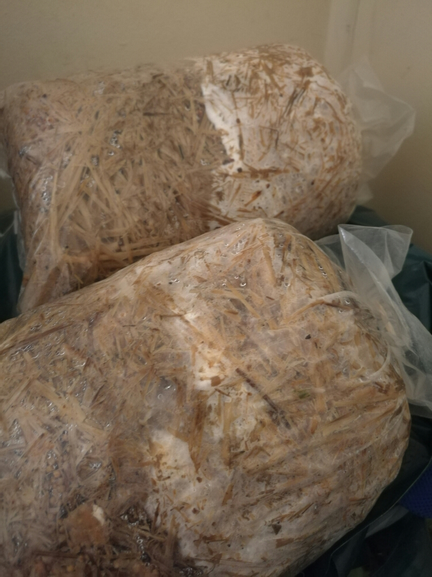 Blue and White Oyster Mushroom Spawn