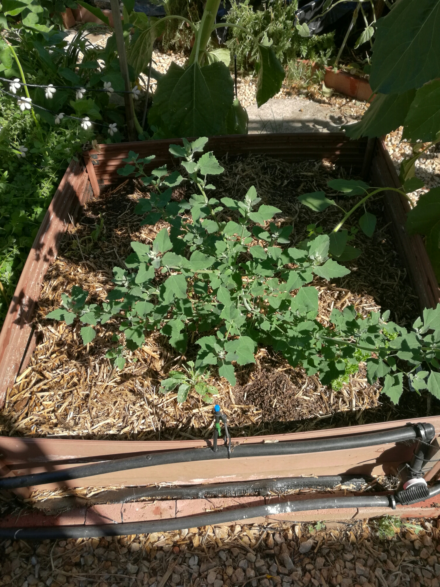Goosefoot is more nutritious than Spinach