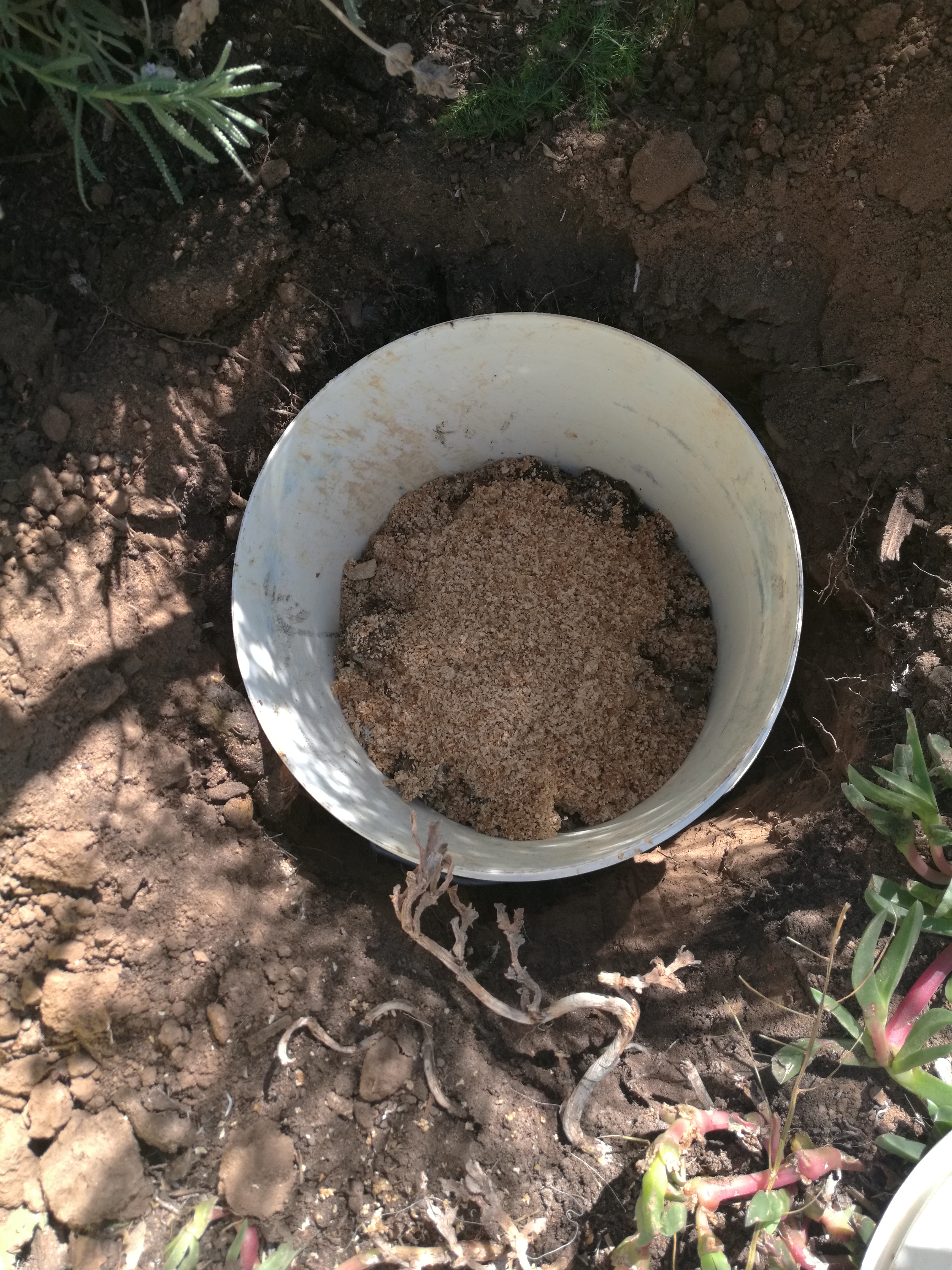 Add the poo every couple of days and lightly cover with bran