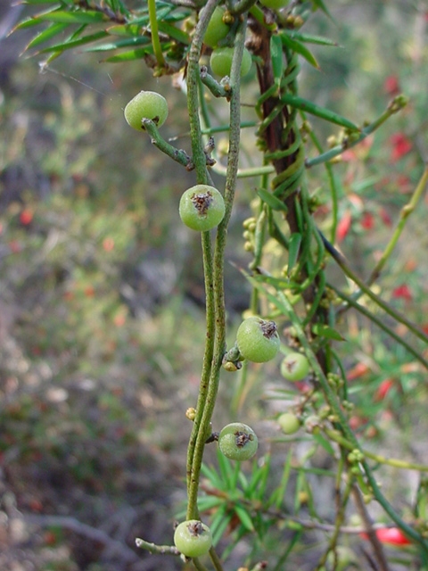 Cassytha pubescens