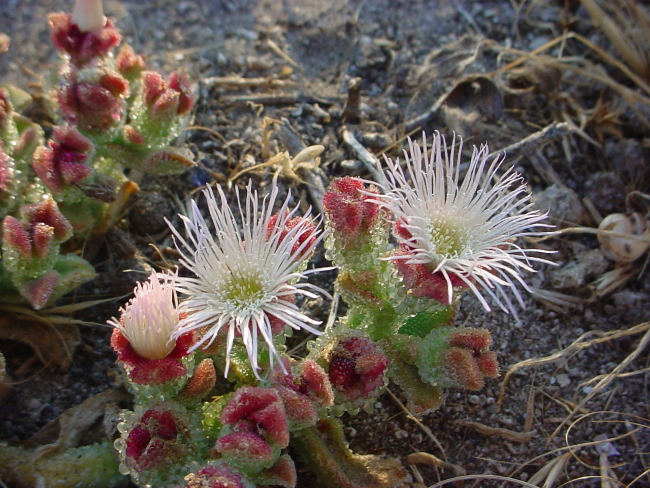 Mesembryanthemum crystallinum