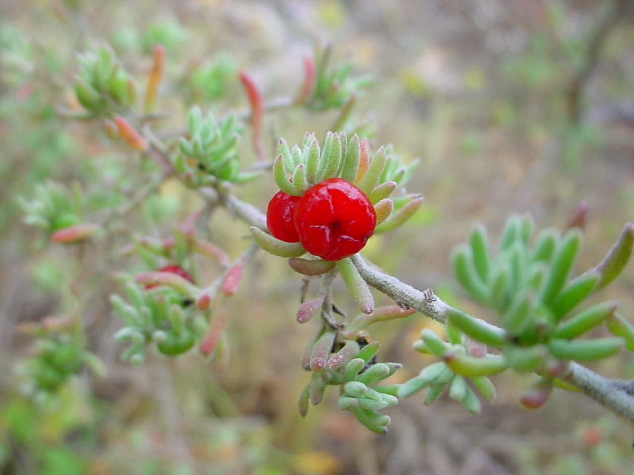 Juicy, red berries of the Ruby Saltbush.
