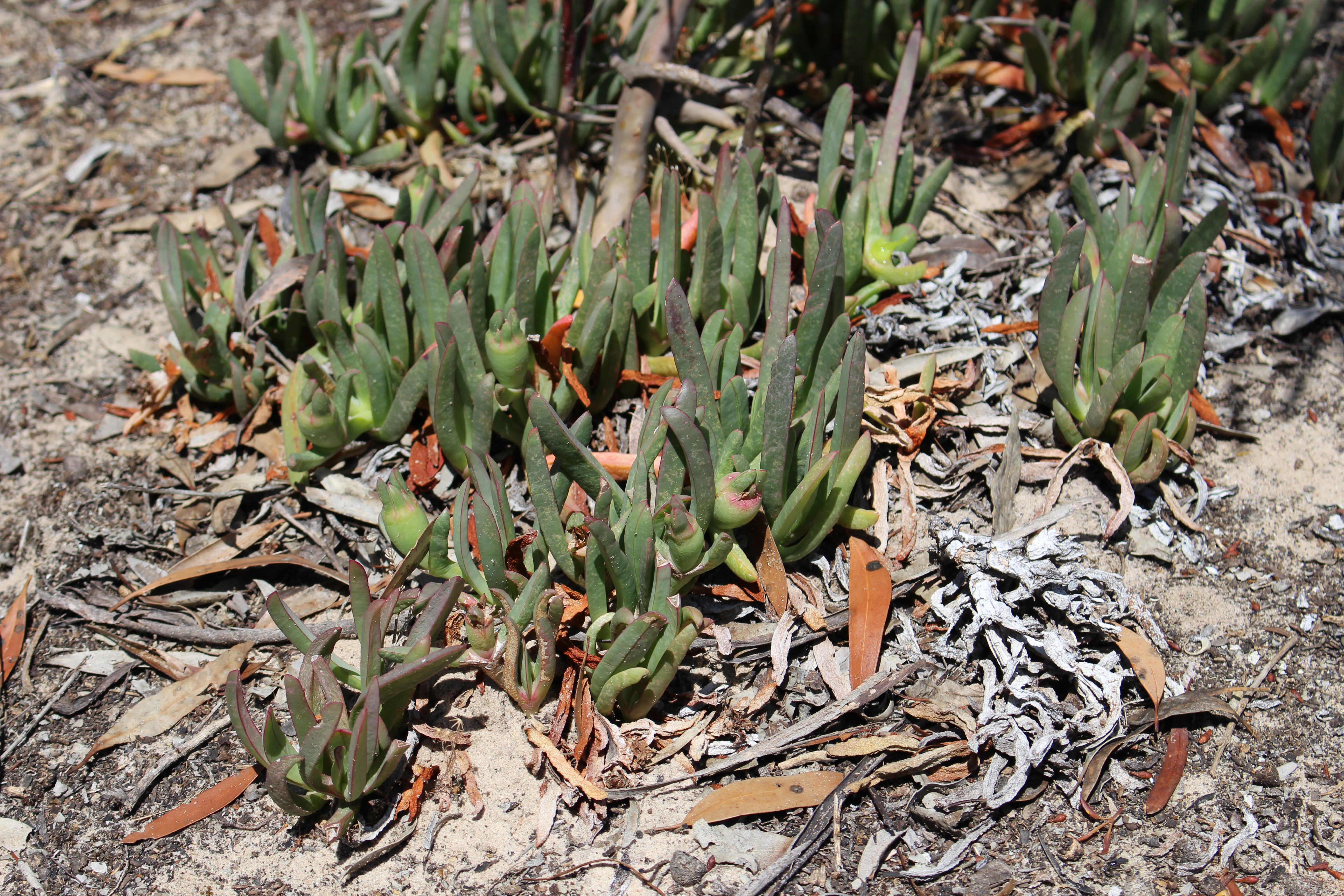 Pigface is a sprawling plant that can cover large areas.