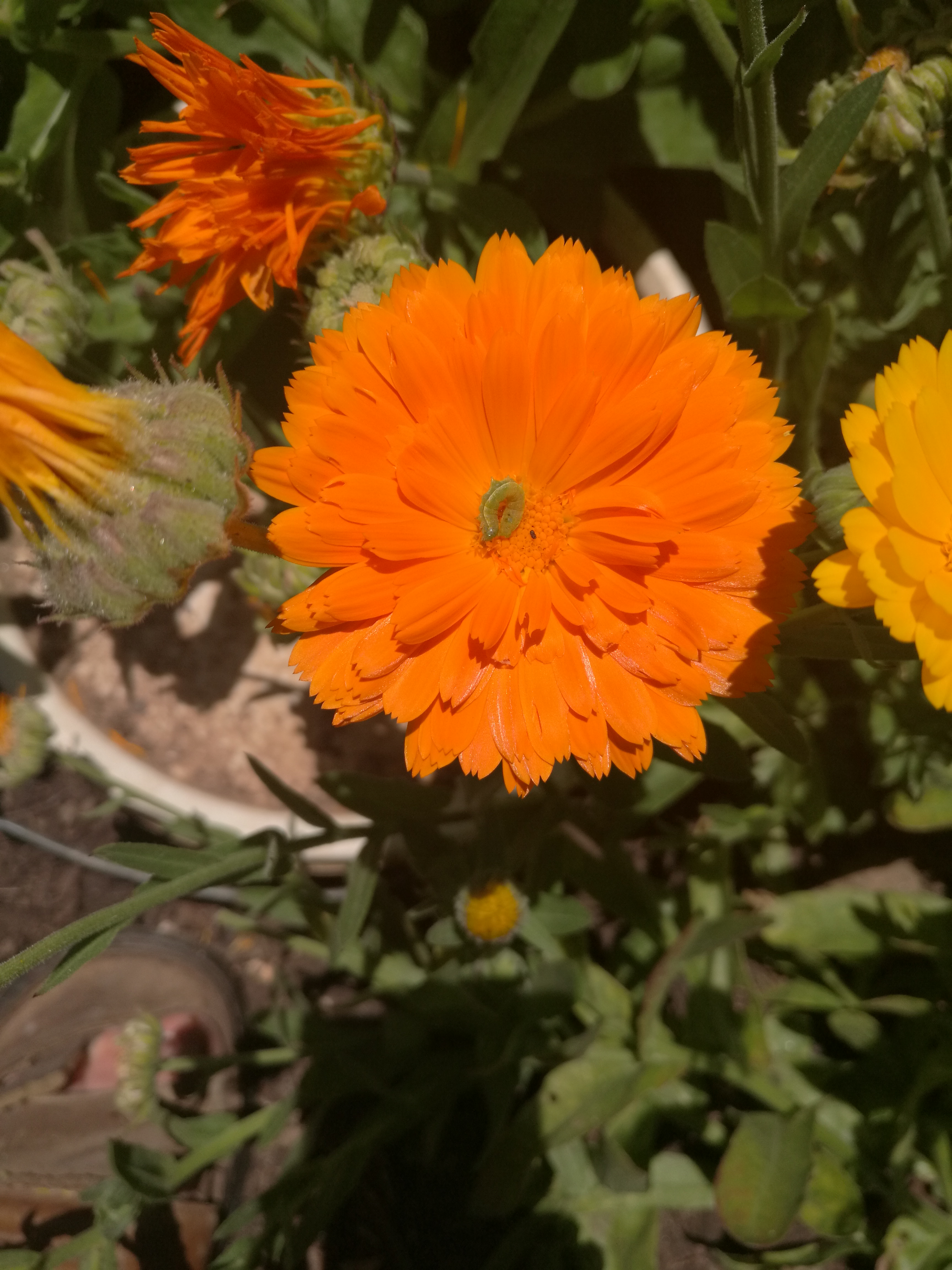 The bright yellow and oranges of Calendula are a welcome sight
