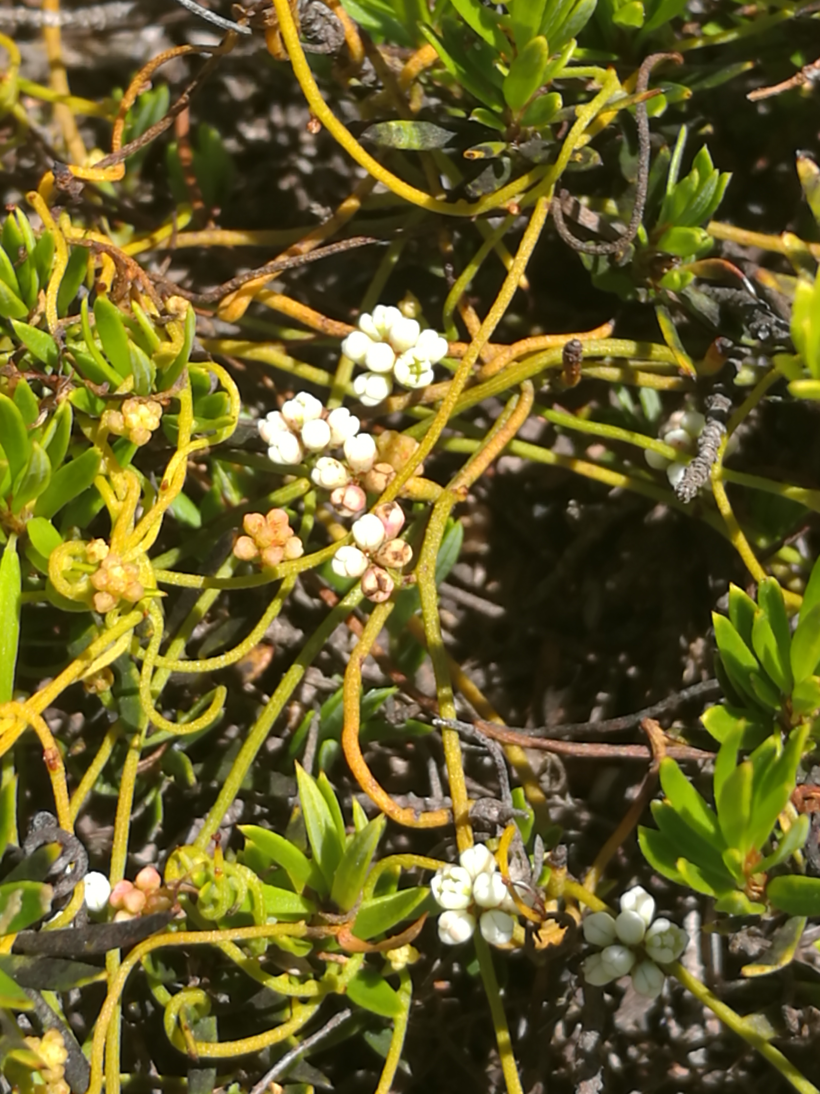 Cassytha glabella flowers