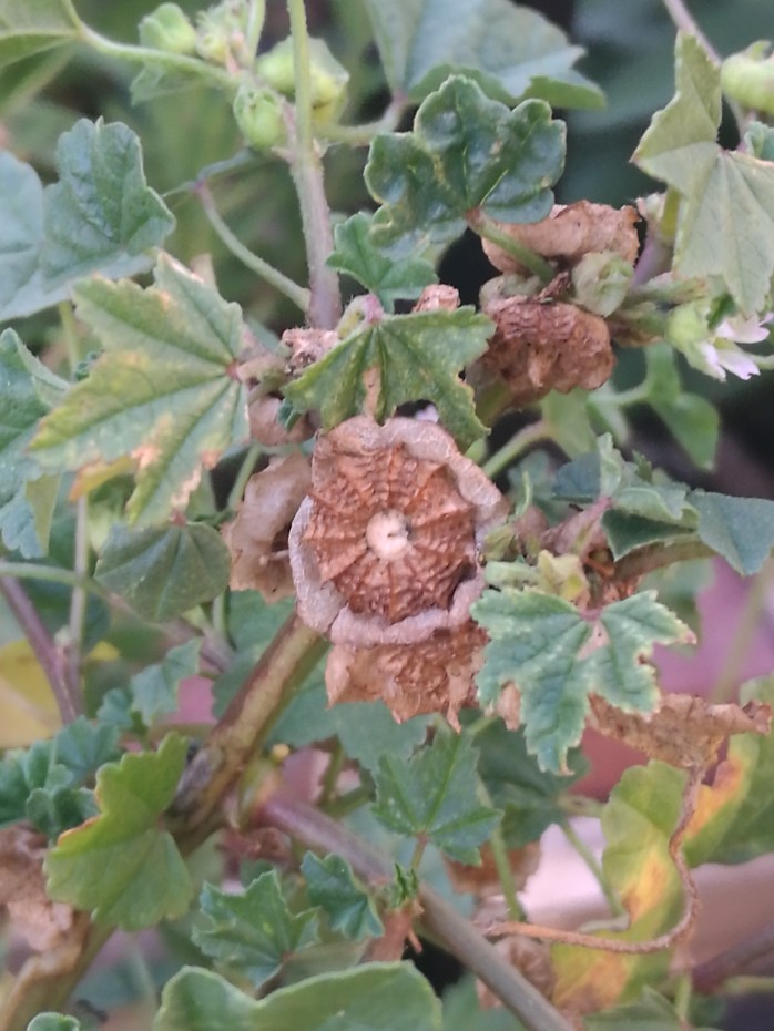 Dry Mallow seed