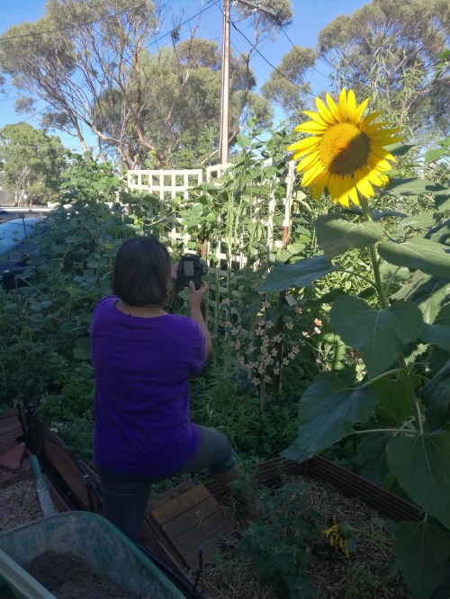 Jelina vs a really big sunflower