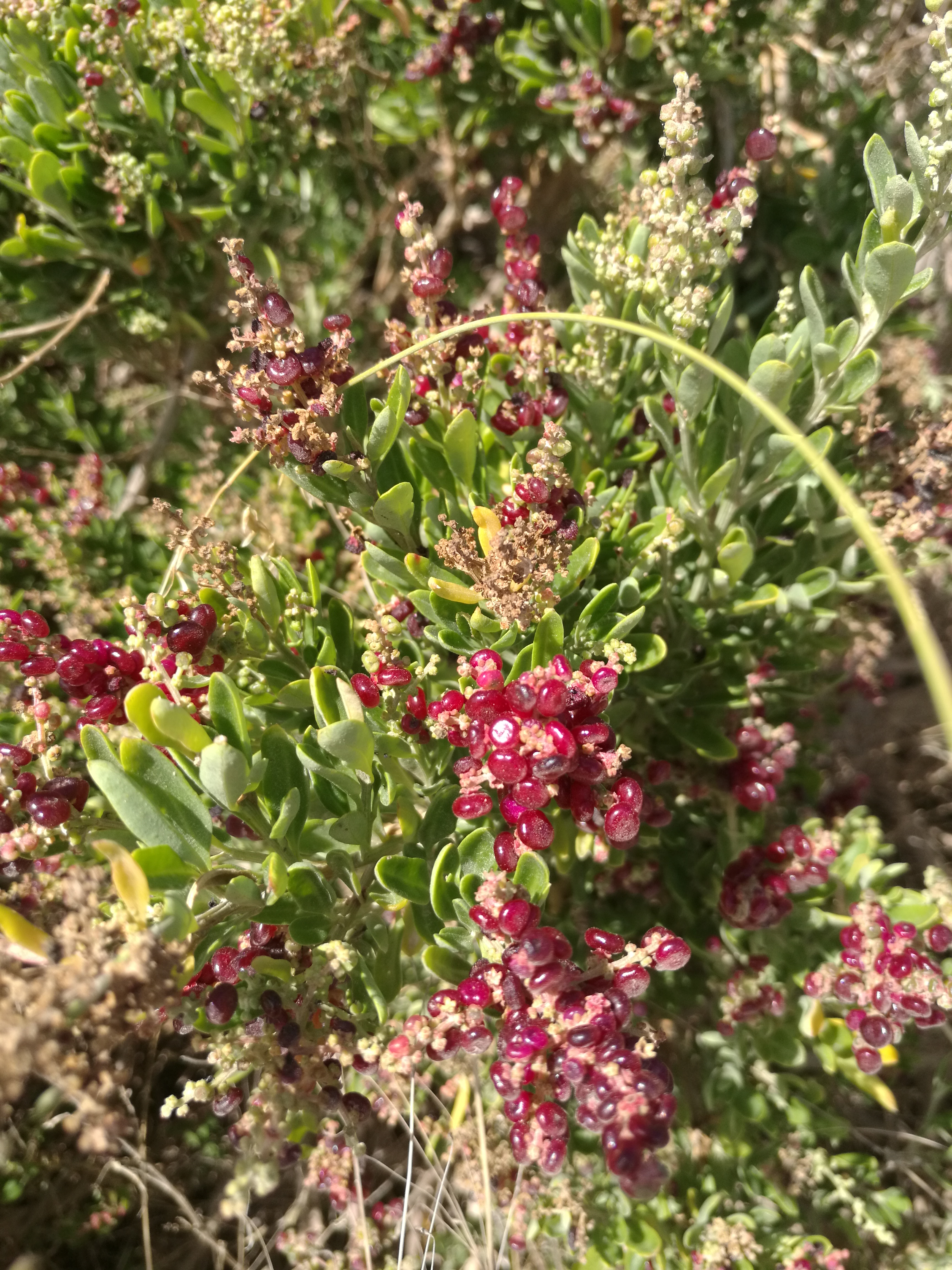 Seaberry Saltbush (Rhagodia candolleana)