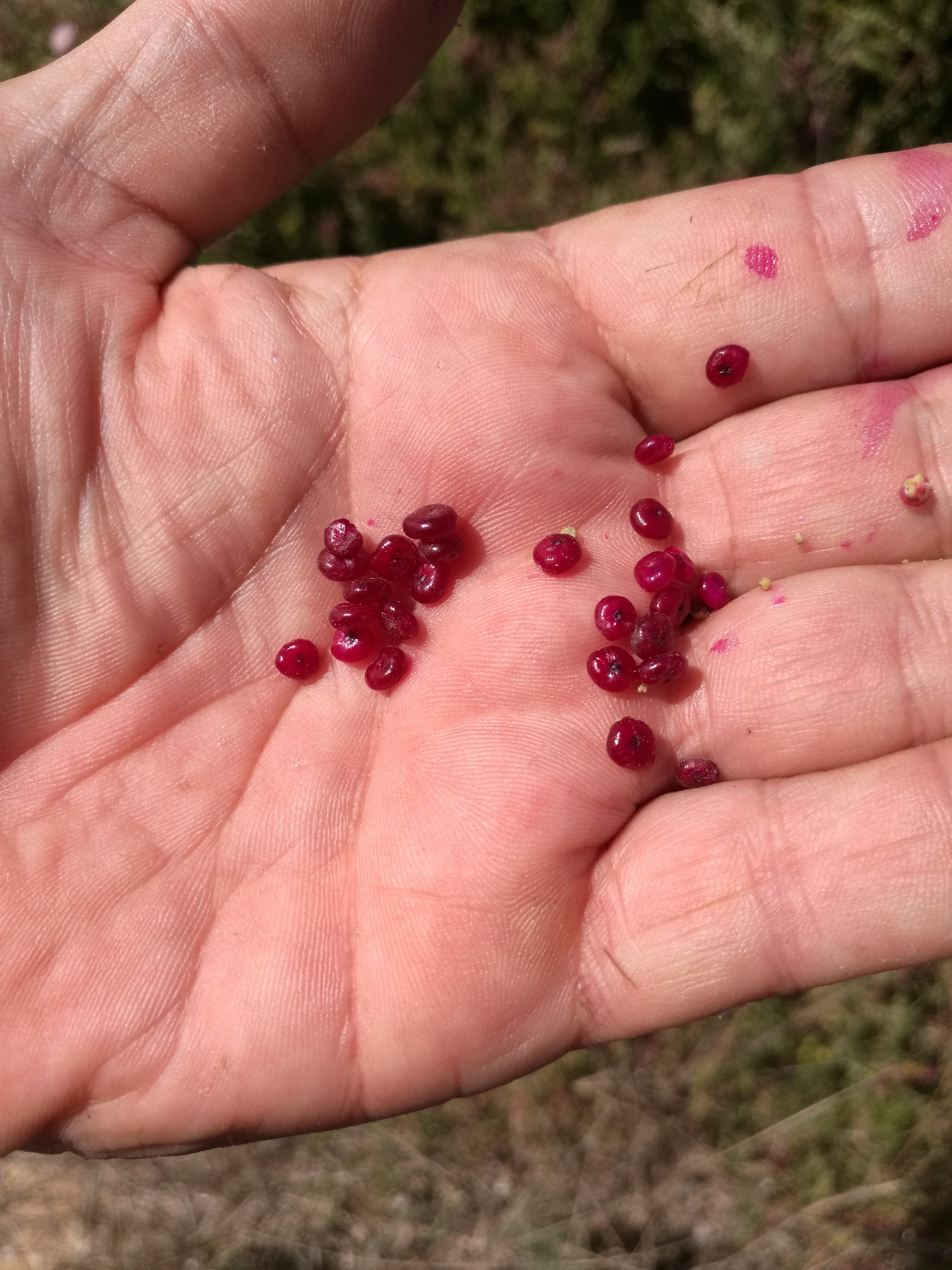 Seaberry Saltbush berries satin your fingers.