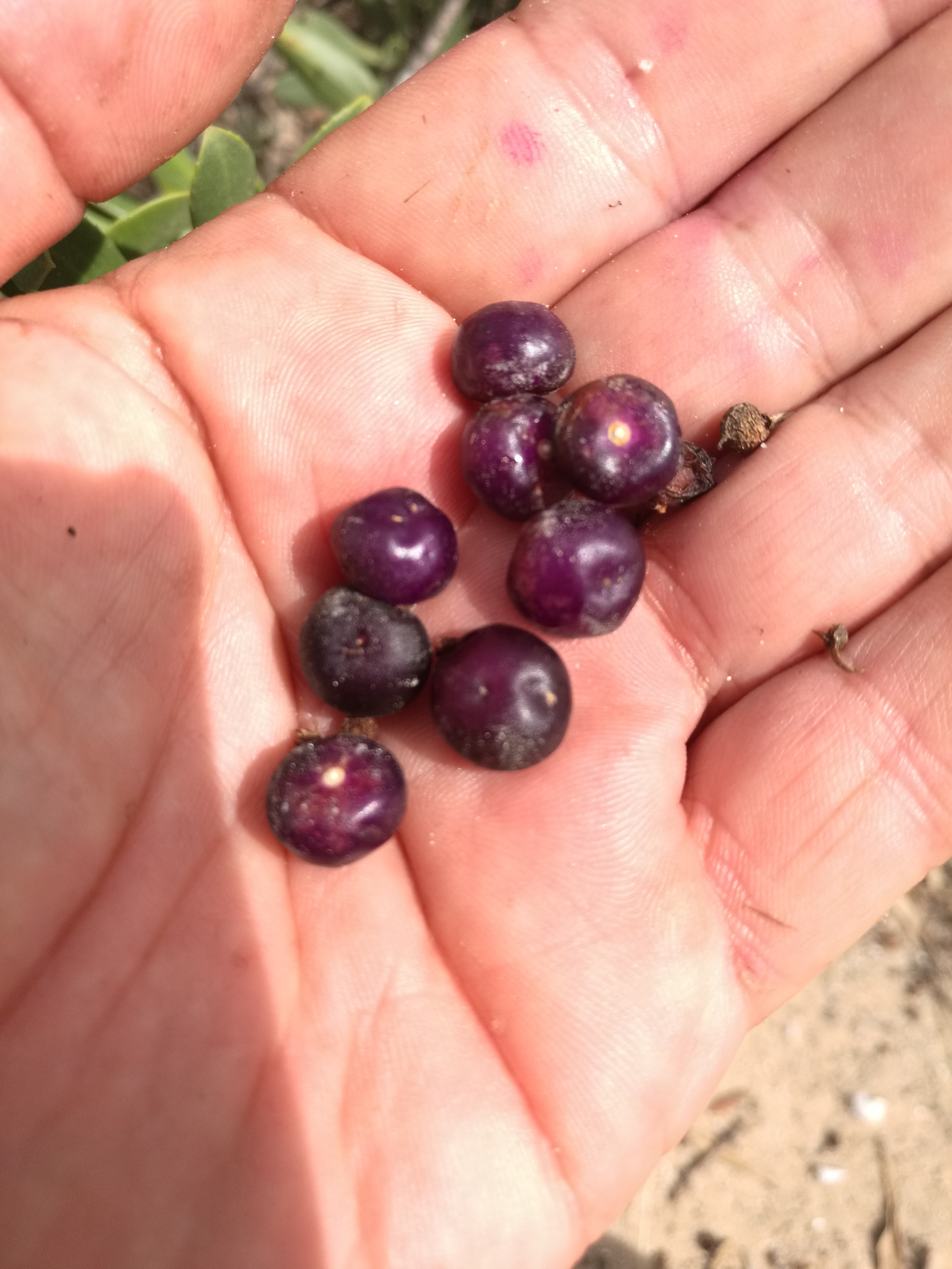 People use these berries now to make Gin.
