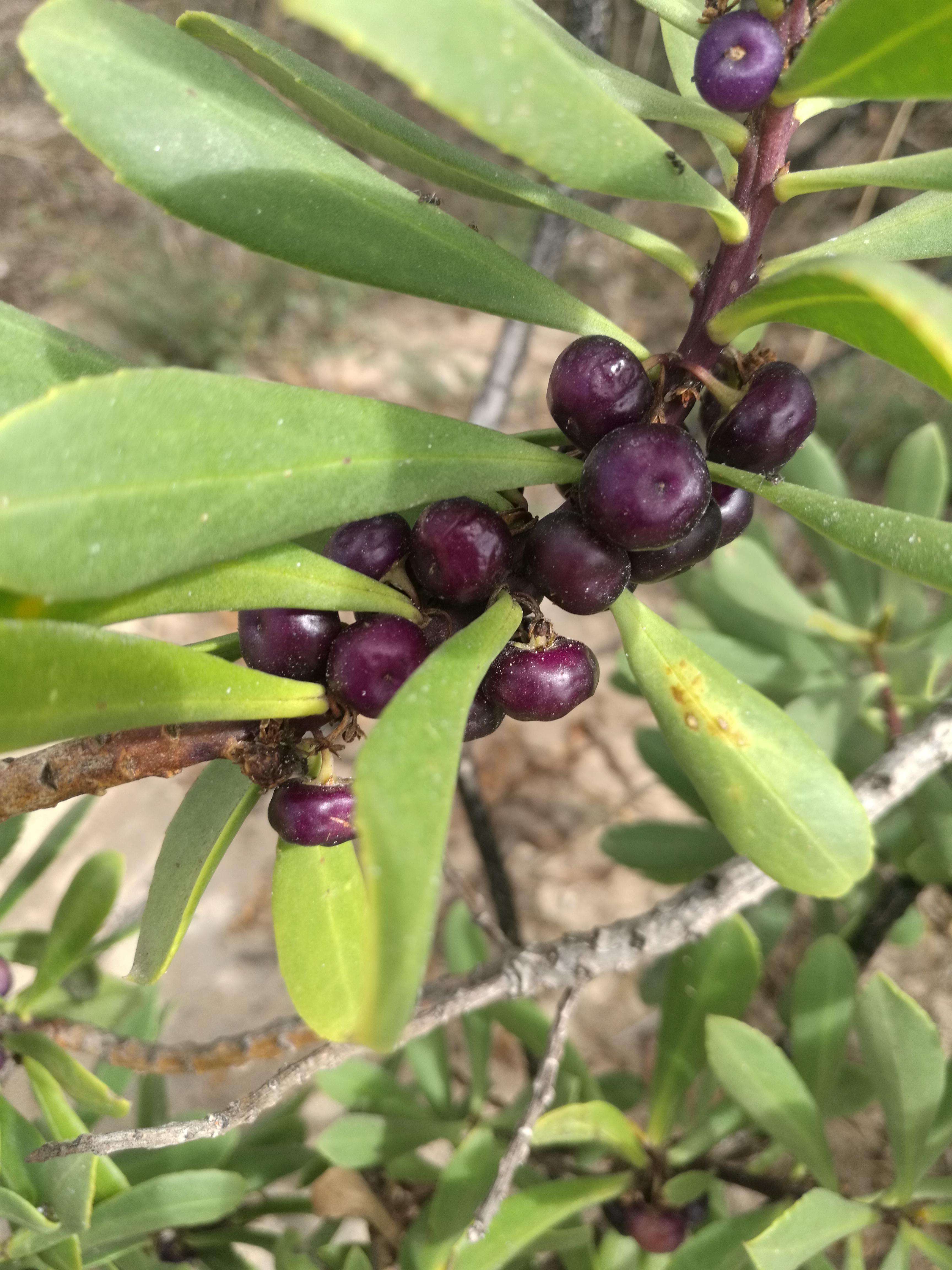Purple berries of Myoporum insulare.