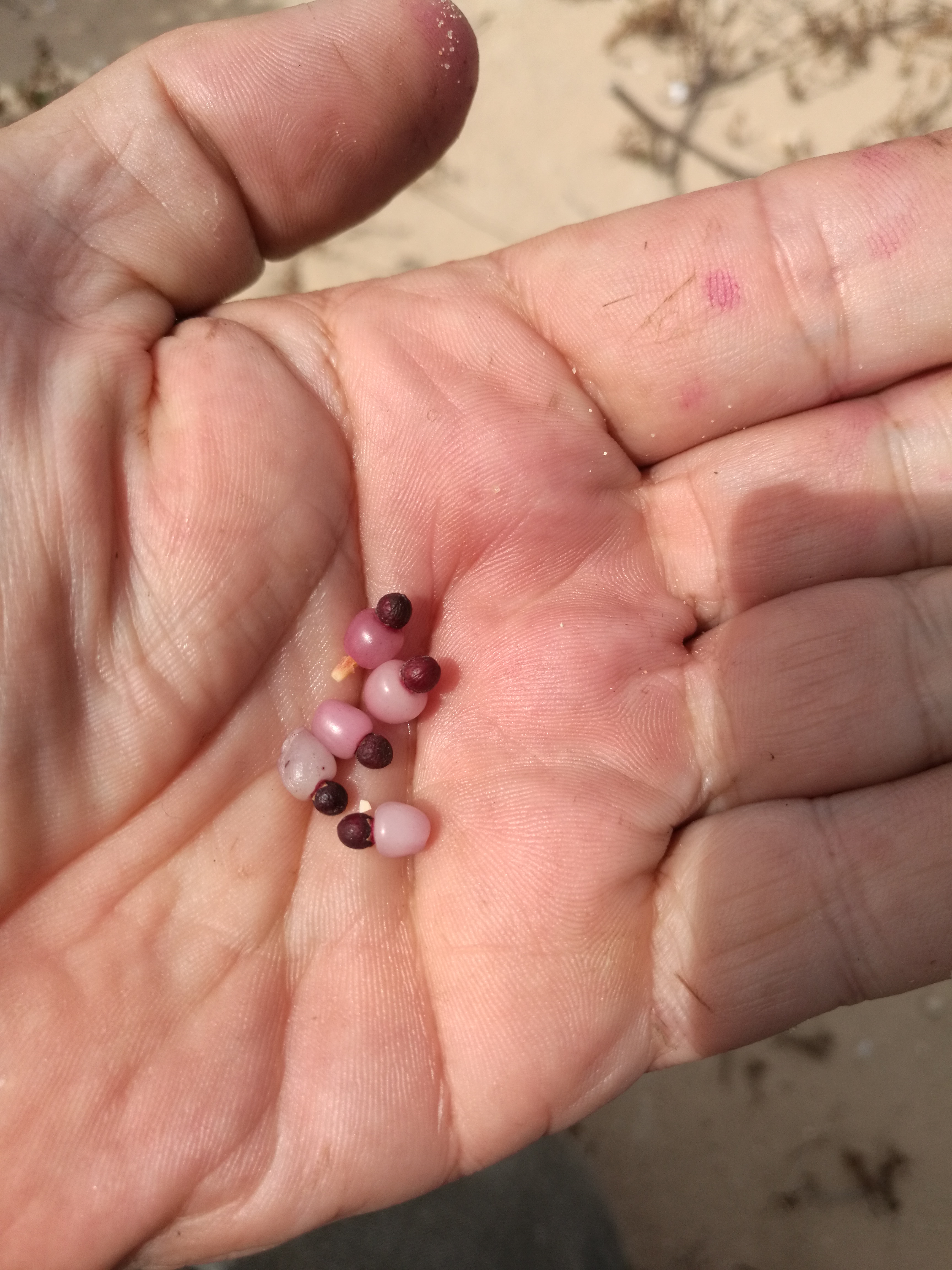 The seed are on the outside of the fruit.