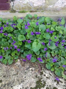 Viola odorata