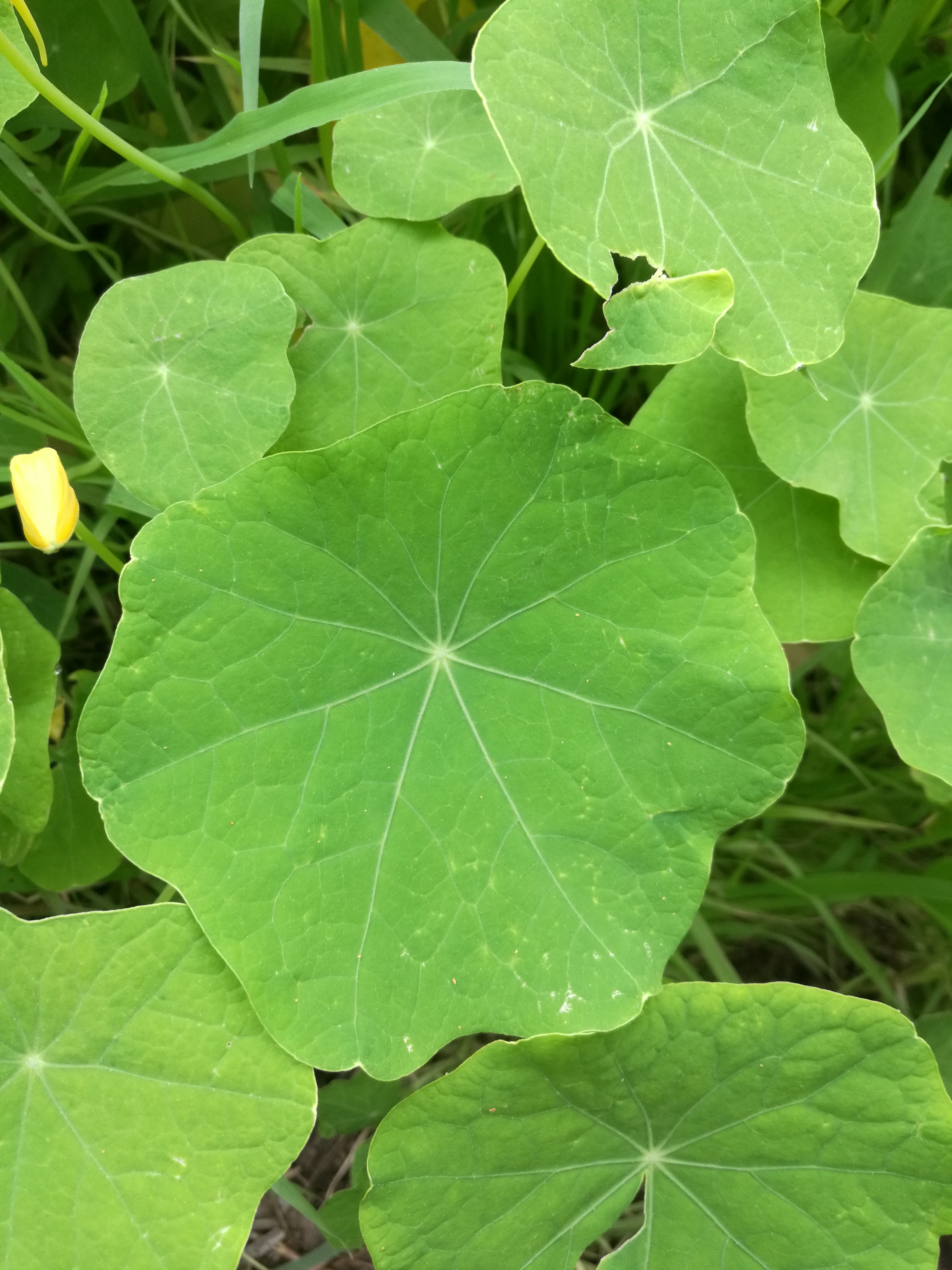 Nasturtium leaves