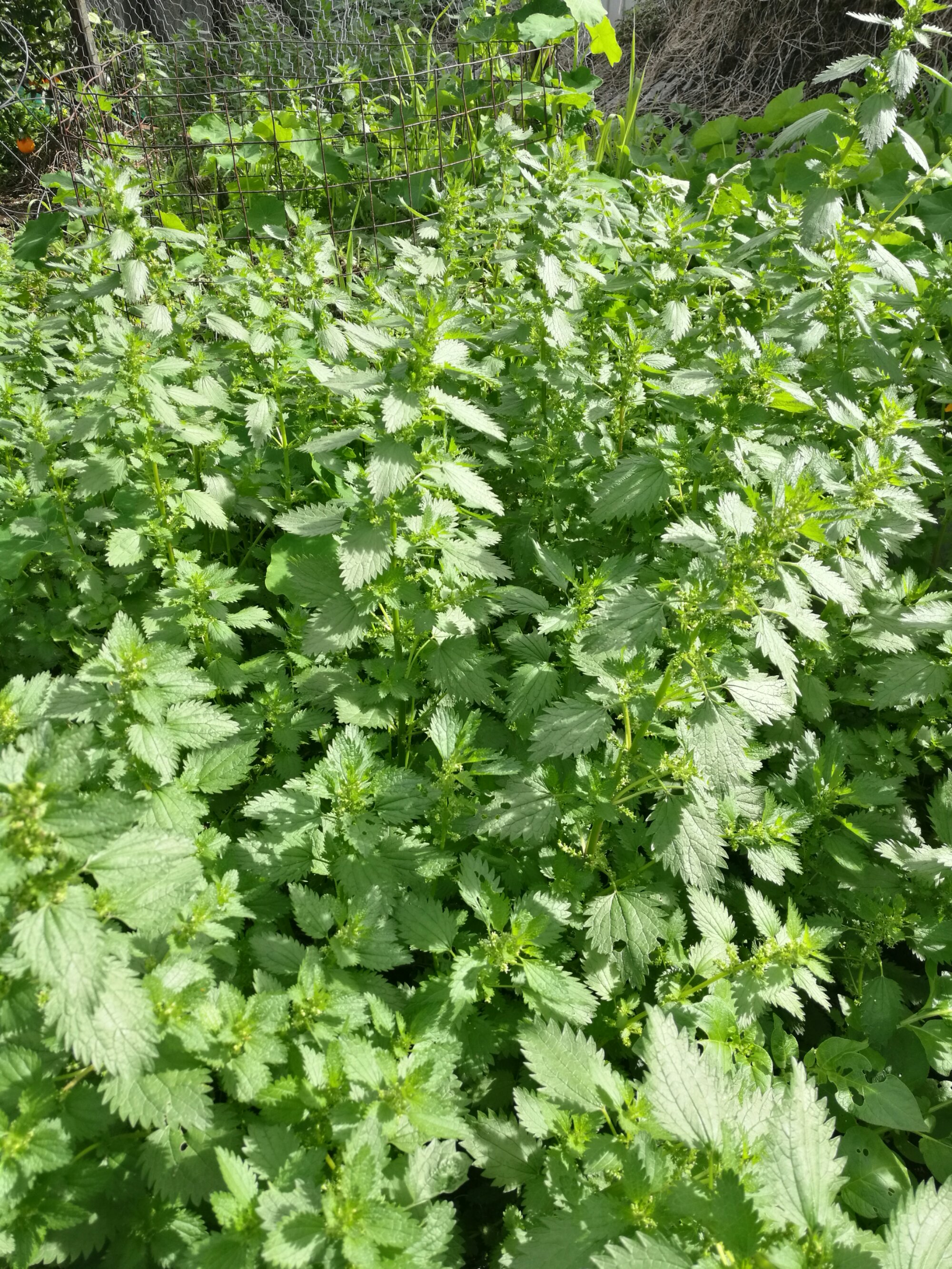 A patch of nettles is a good thing to have