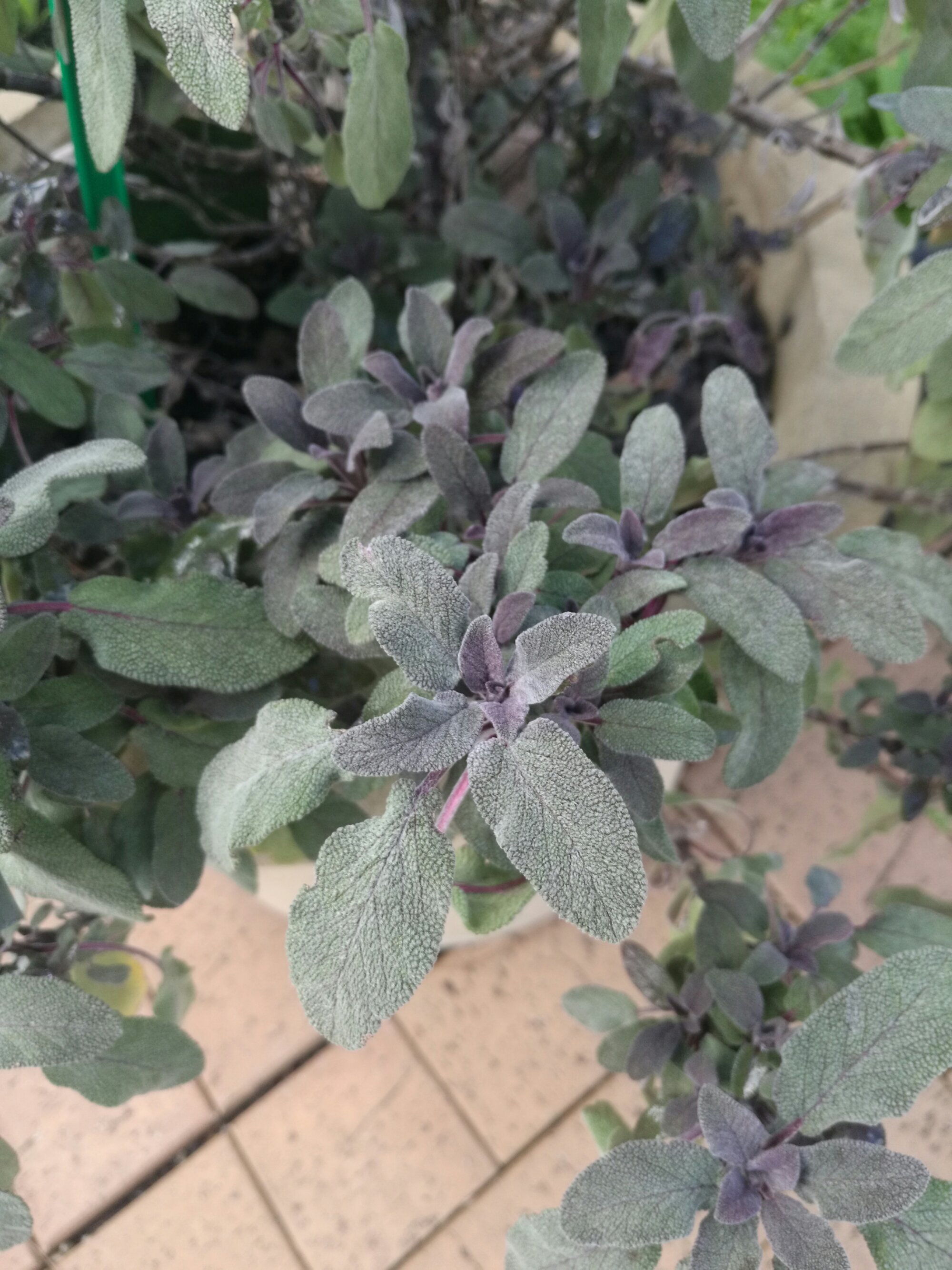 Sage has many cultivars. This one is our favourite.