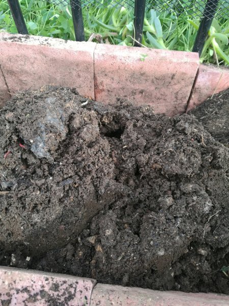 This was once smelly dog poo...