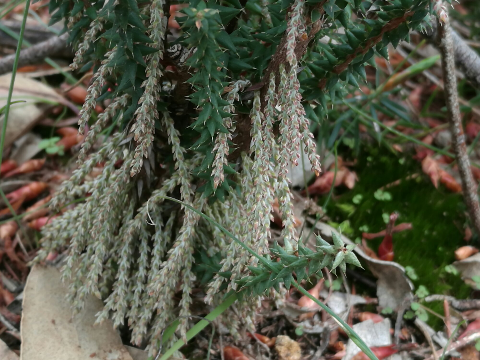 Acrotriche depressa flowers