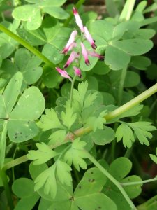 Fumaria officinalis