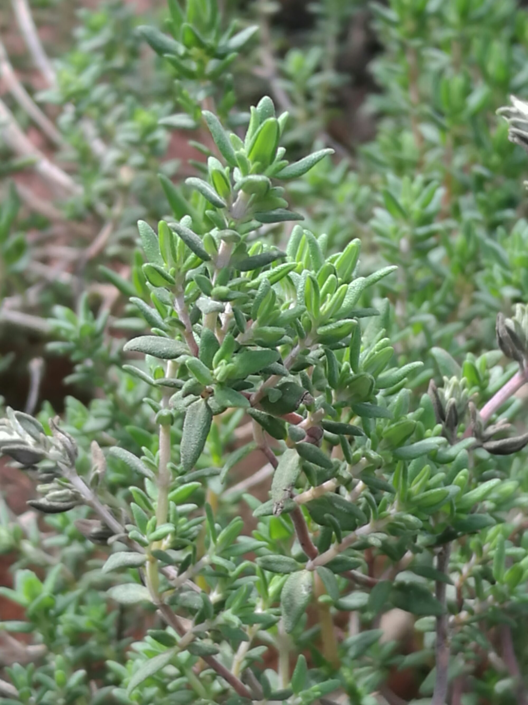 A dense tangle of Thyme leaves