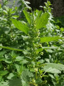 Nettle seeds and leaves