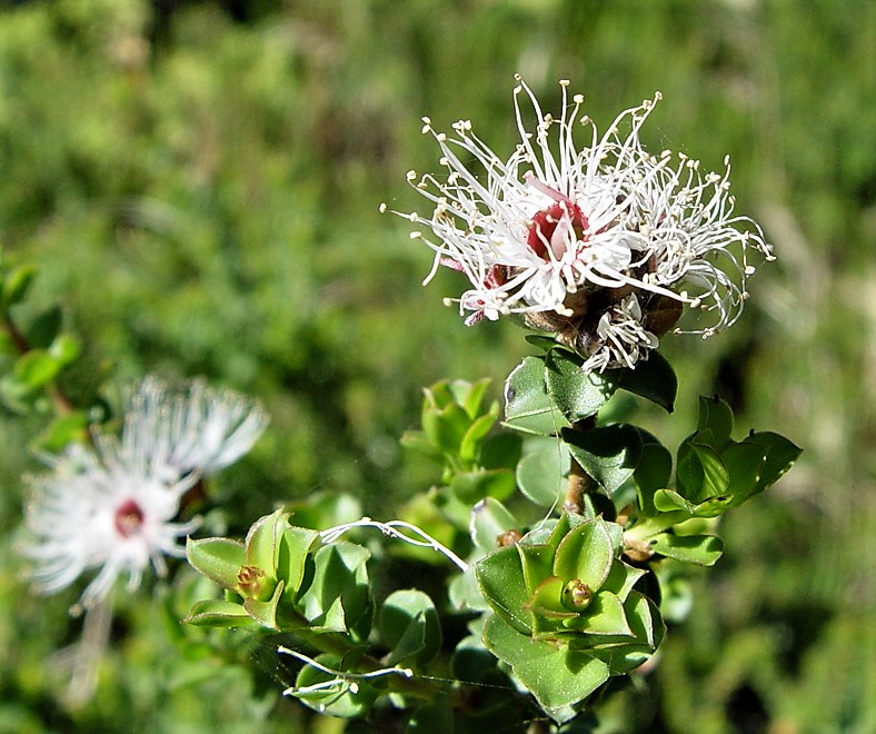 Kunzea pomifera