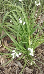 Clumps of 3 Cornered Garlic appear in moist places