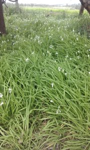 In season, fields of pretty white flowers can be seen in moist areas.