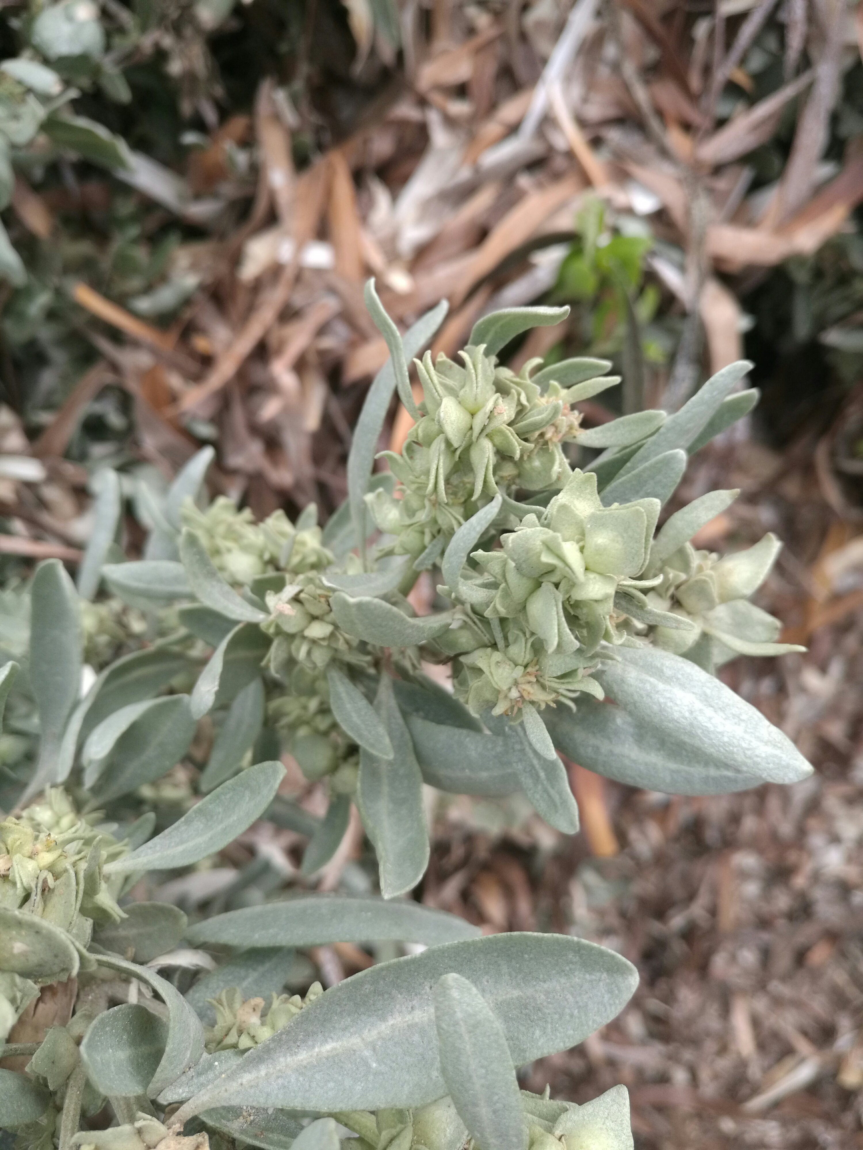 Coast Saltbush fruit
