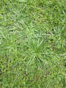 Buck's Horn Plantain (Plantago coronopus) 