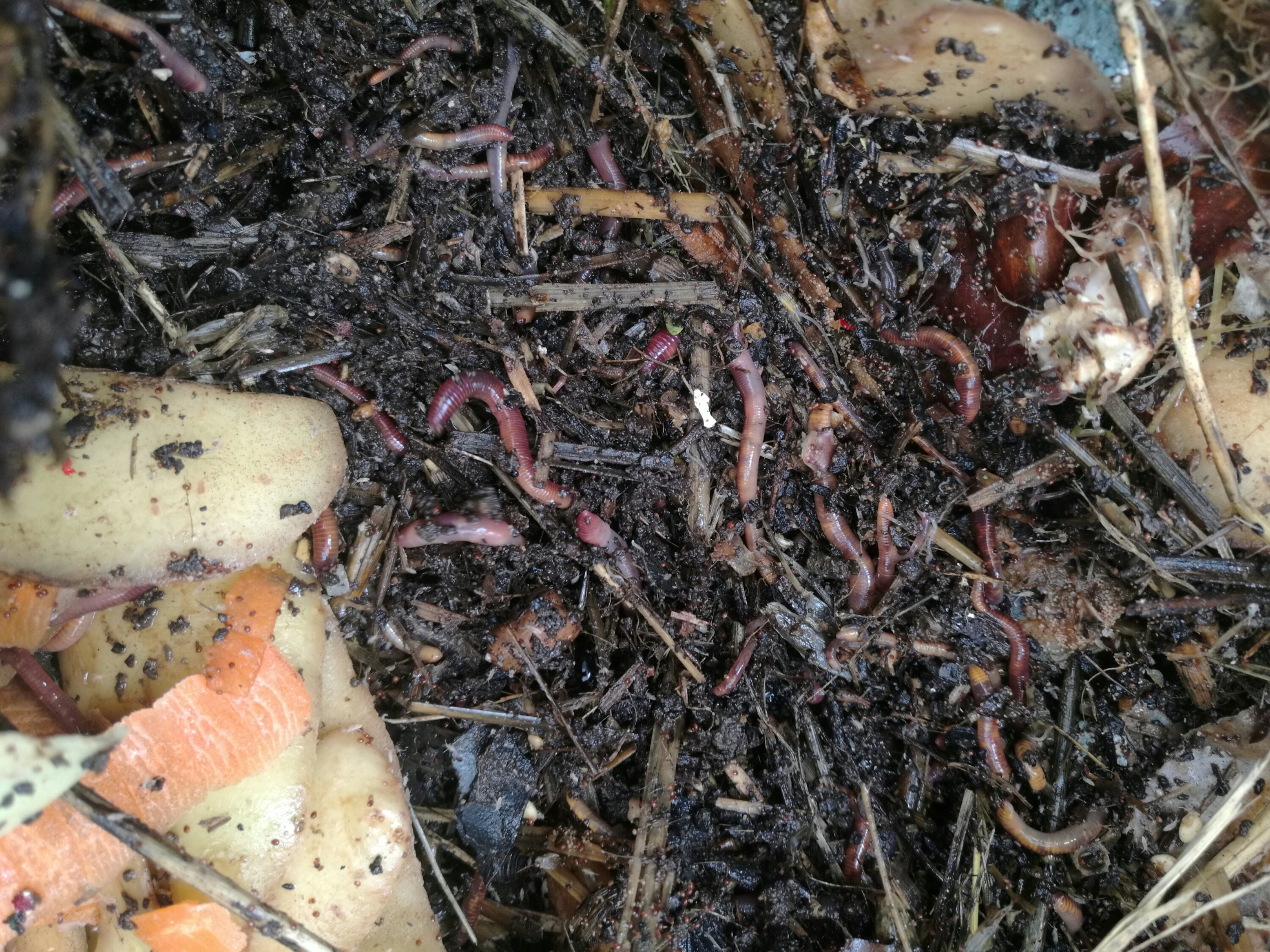Worms have the joy of living in their food.