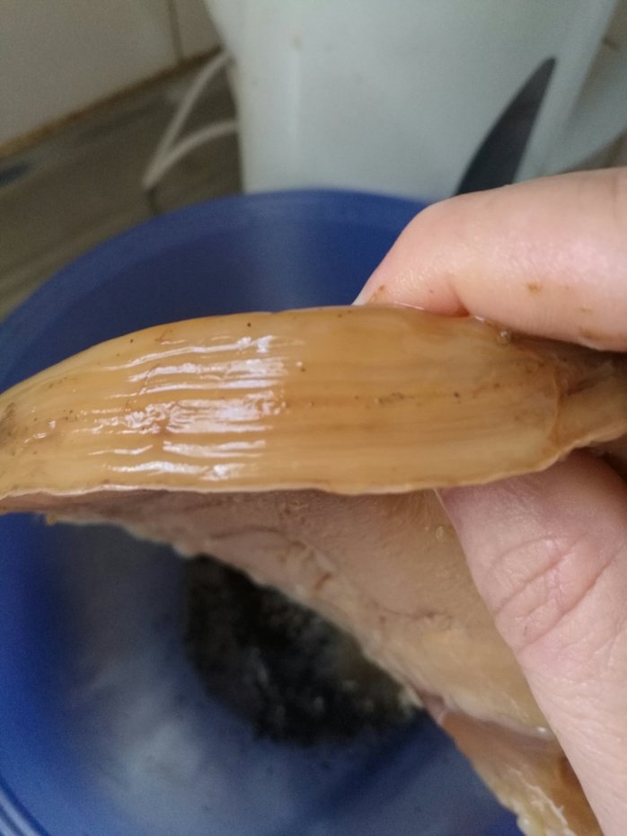 Kombucha SCOBY