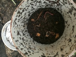 Inside the worm tower