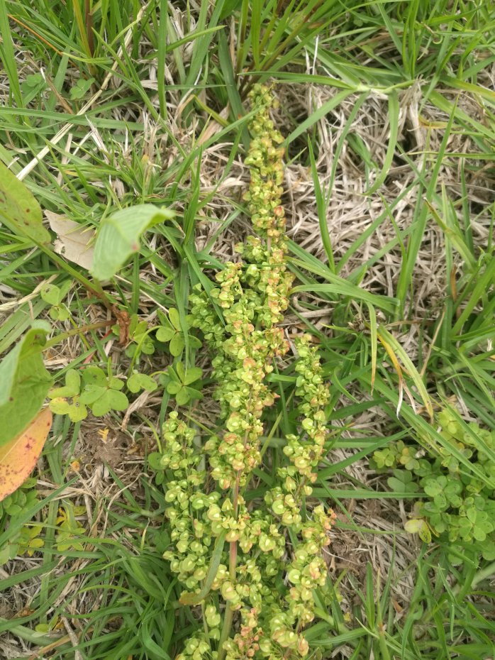 Dock seed heads are distinctive.