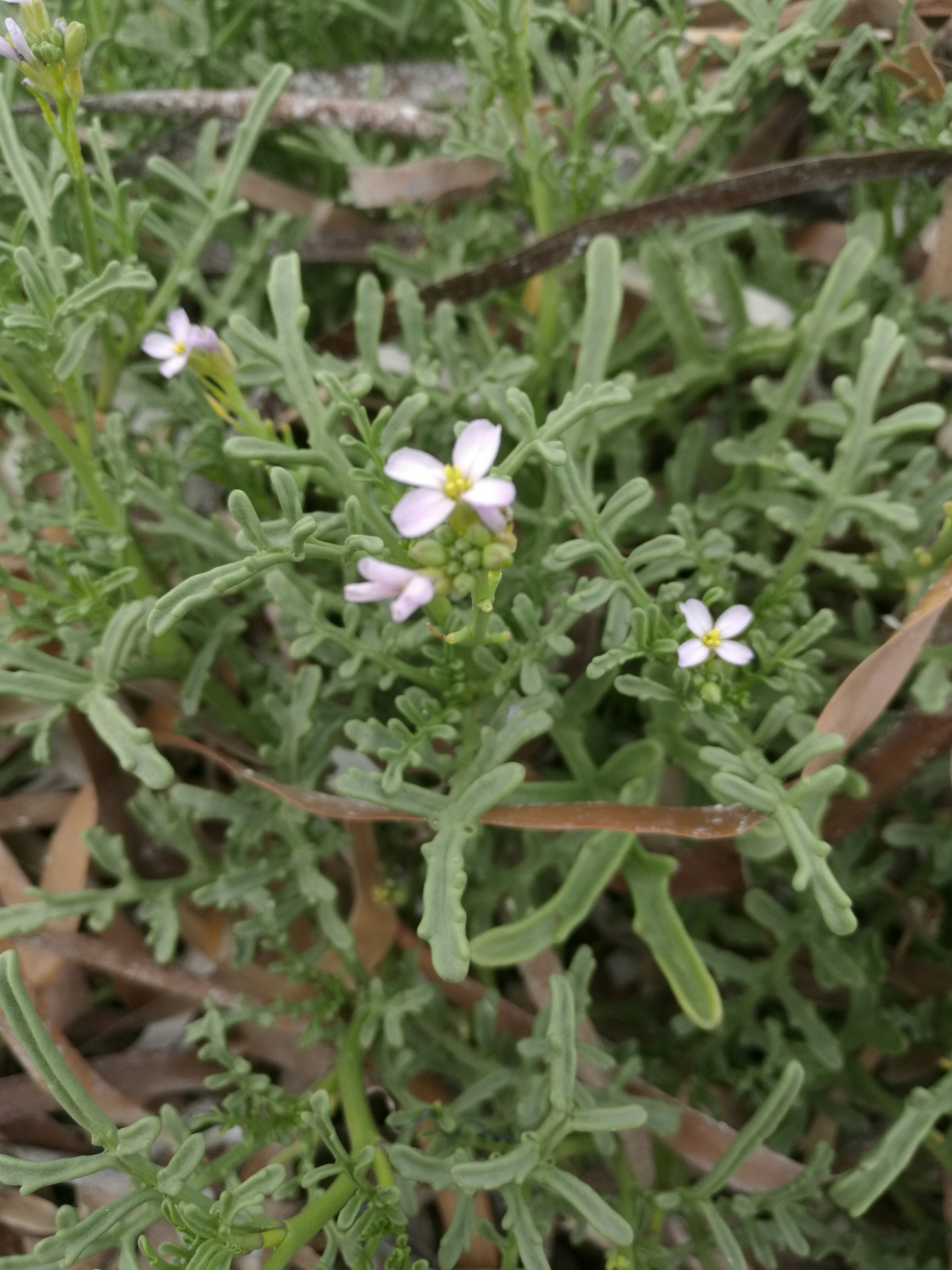 C. edentula has deeply lobed leaves.